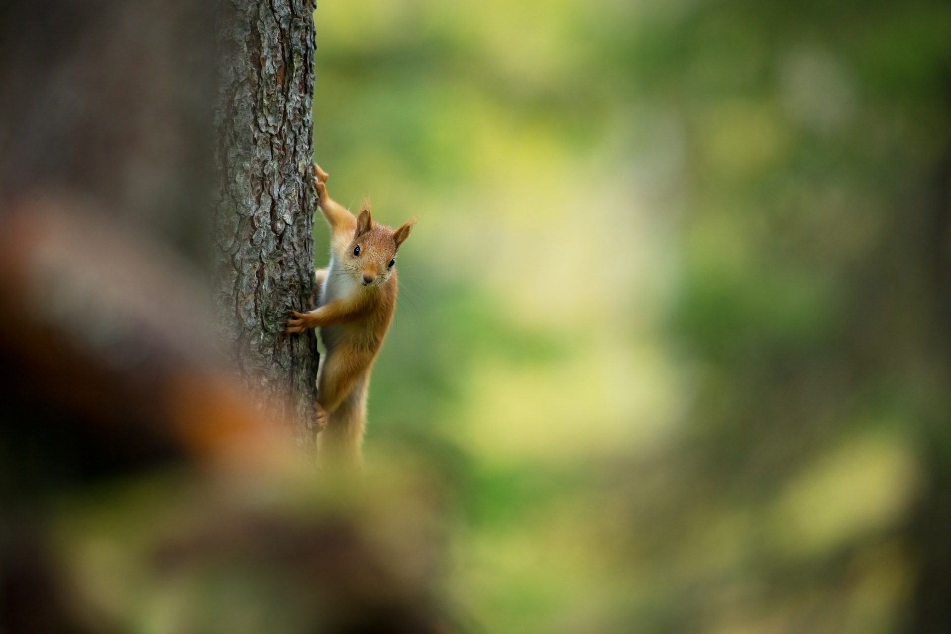 Orava puussa